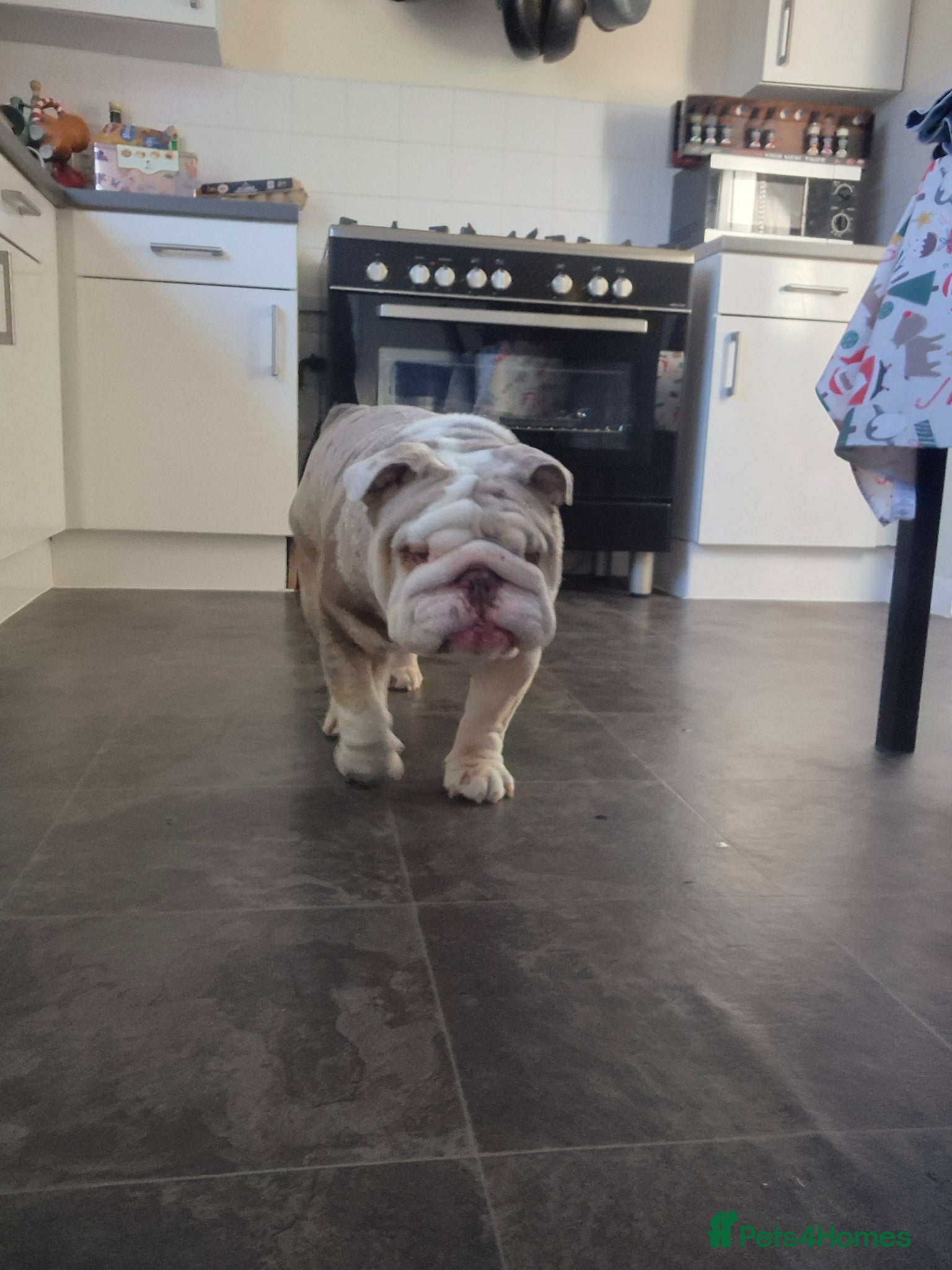 English Bulldog dogs for sale: Frank the bulldog  - Advert 2