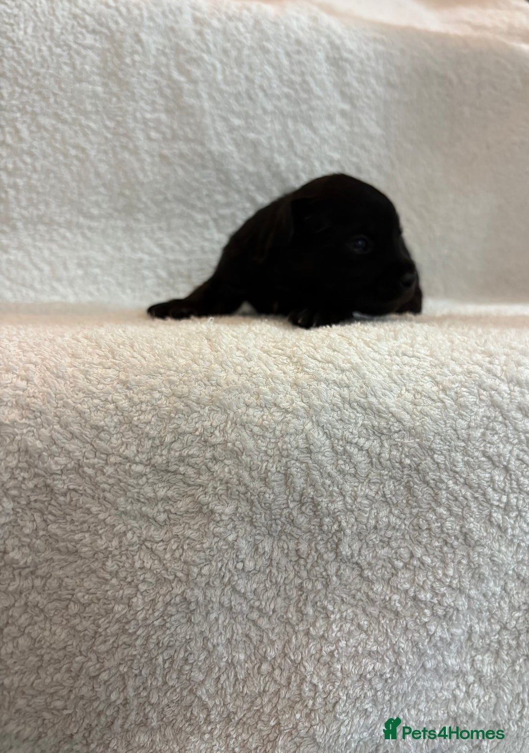 Yorkshire Terrier dogs for sale: Yorkshire terrier, terrier cross puppies - Advert 9