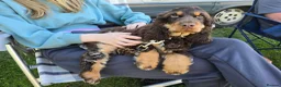 Cocker Spaniel dogs for sale: Show Type Chocolate Roan & tan female. 2 year old. - Advert 8