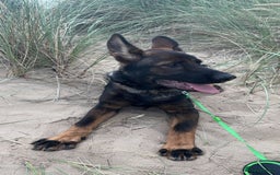 German Shepherd dogs for sale: Sable German shepherd for sale - Image 1