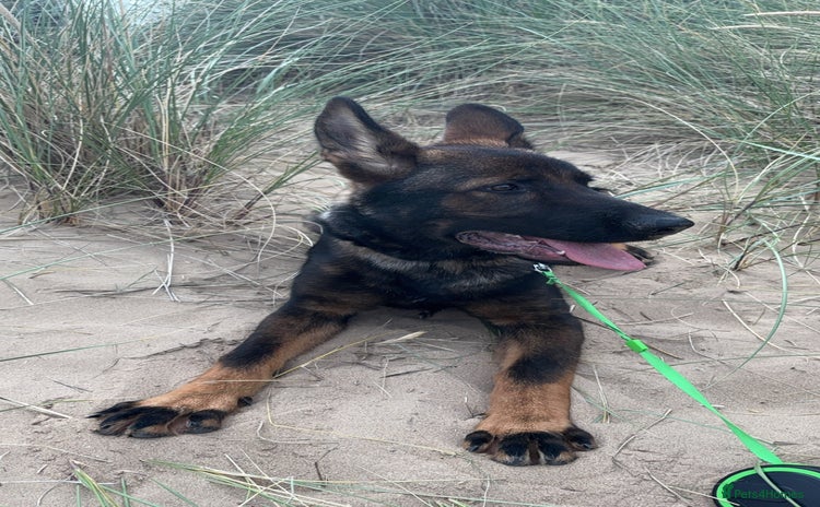 German Shepherd dogs - Advert 15