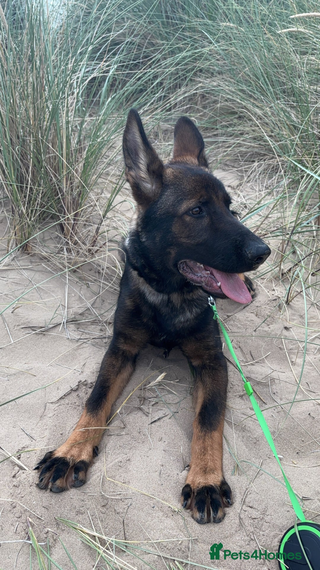 German Shepherd dogs for sale: Sable German shepherd for sale - Image 1
