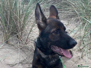 German Shepherd dogs - Advert 22