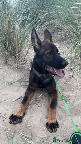 German Shepherd dogs - Advert 4