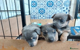 Jack Russell dogs for sale: Lilac/Blue Jack Russell puppies  in Hornchurch - Image 30