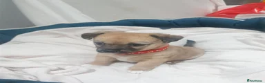 Jack Chi 5