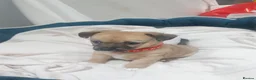 Jack Chi dogs for sale: For sale  in Skelmersdale - Advert 4