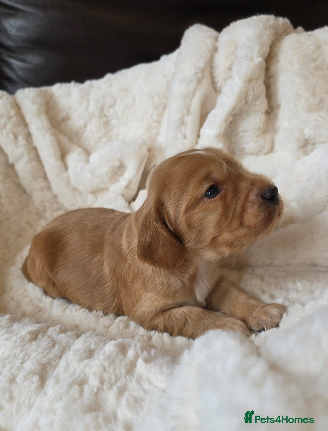 Cocker Spaniel dogs for sale: Beautiful KC Show Cocker Spaniel Pups - Advert 10
