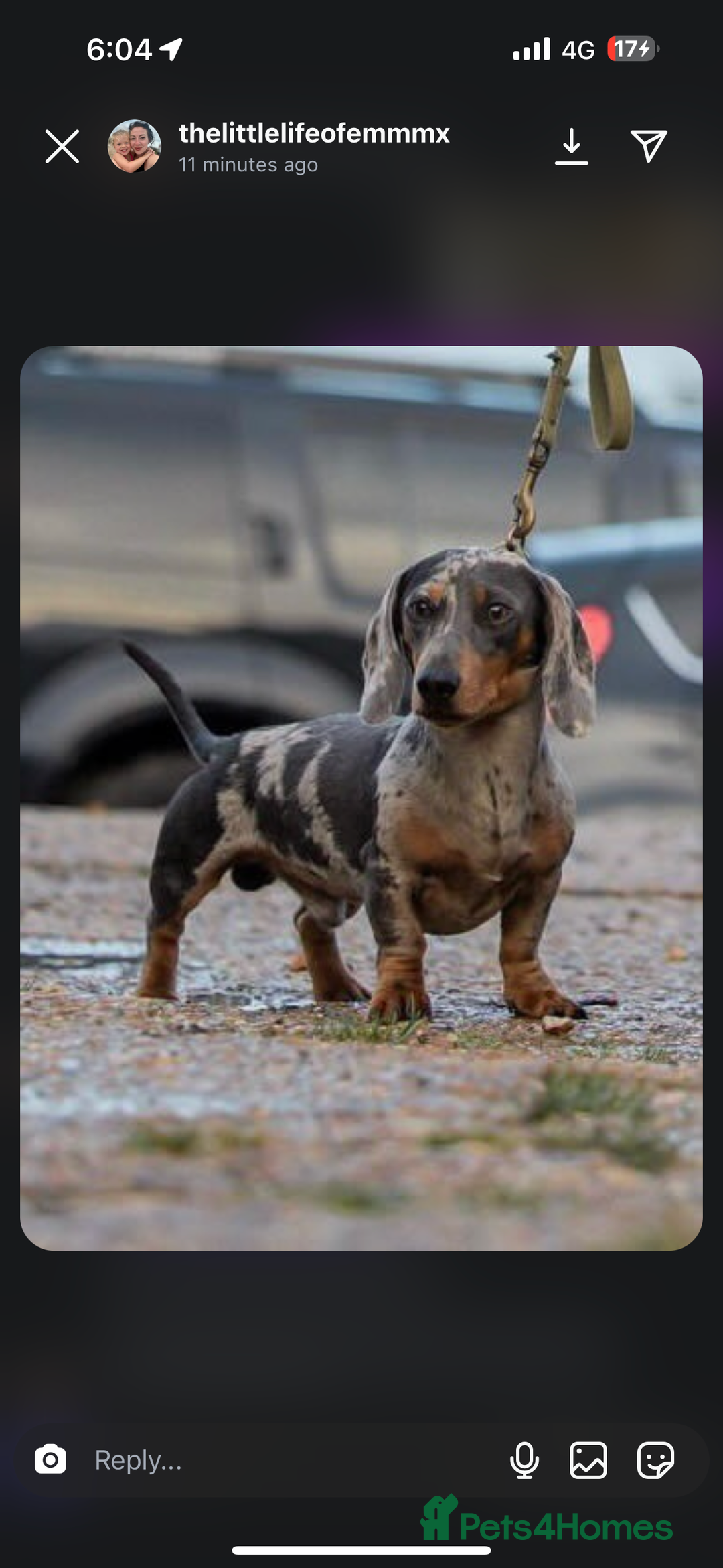 Dachshund dogs for sale: Atunninh dachdynds  - Image 1