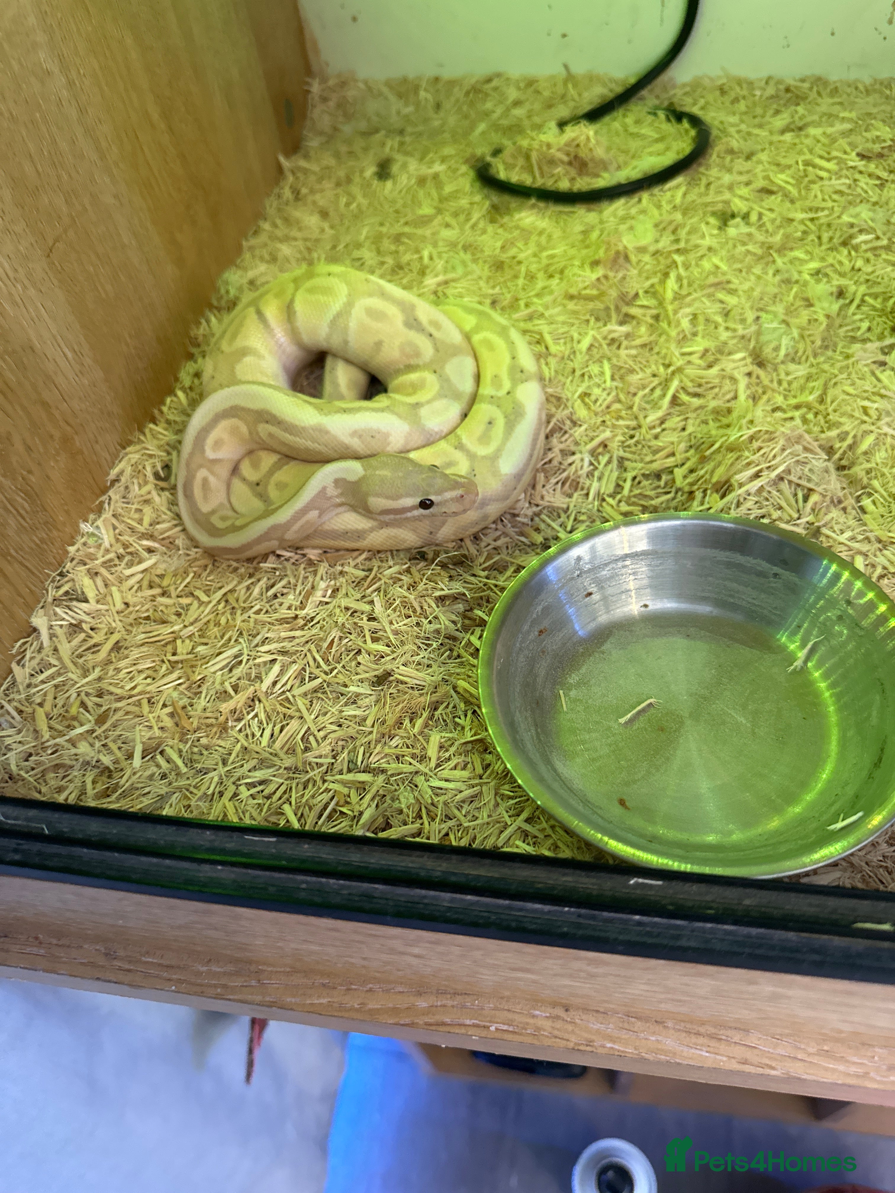 Python Snake reptiles Banana python  - Advert 2