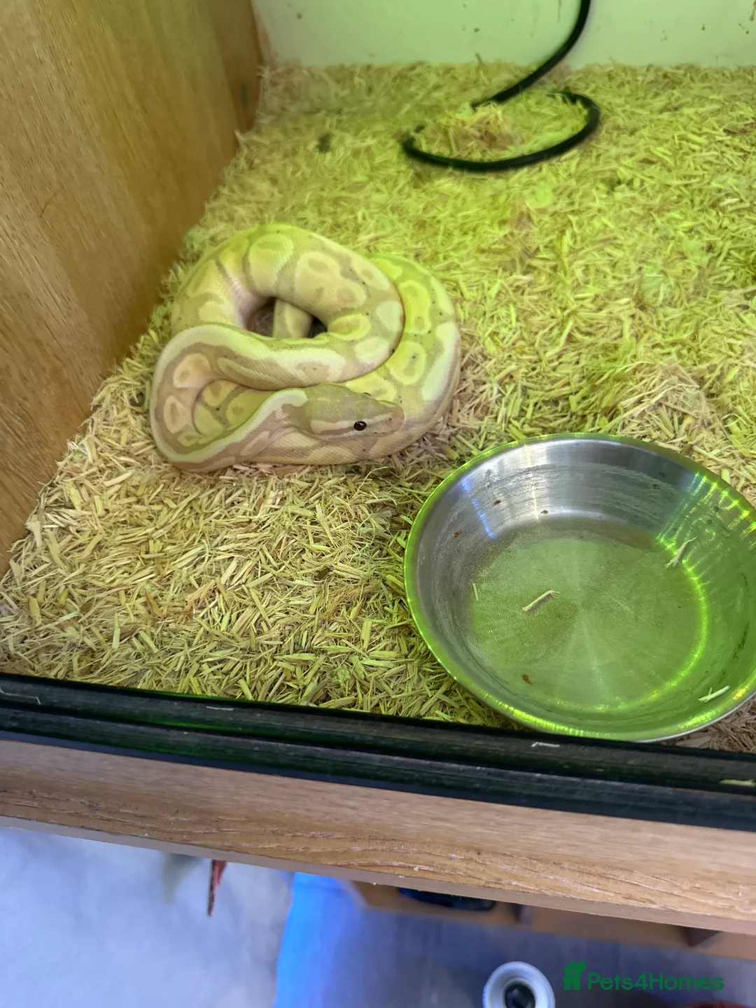 Python Snake reptiles for sale: Banana python  in Sittingbourne - Advert 1