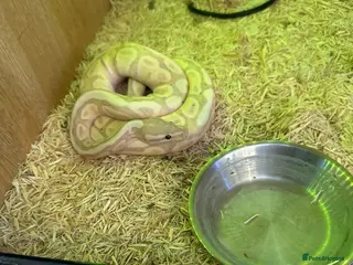 Python Snake reptiles Banana python - Advert 1