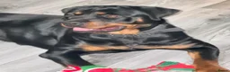 Rottweiler dogs for sale: Free for rehoming  - Advert 6