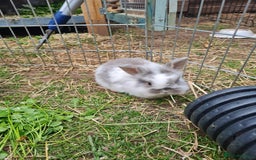 Mini Lion Lop rabbits for sale: Last little boy left ,Beautiful mini loionlops - Image 2