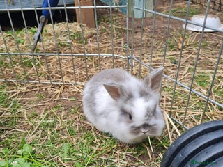Mini Lion Lop rabbits - Advert 3