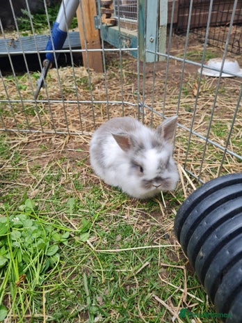Mini Lion Lop rabbits - Advert 4