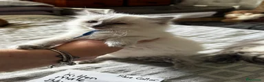 Ragdoll Kitten 7