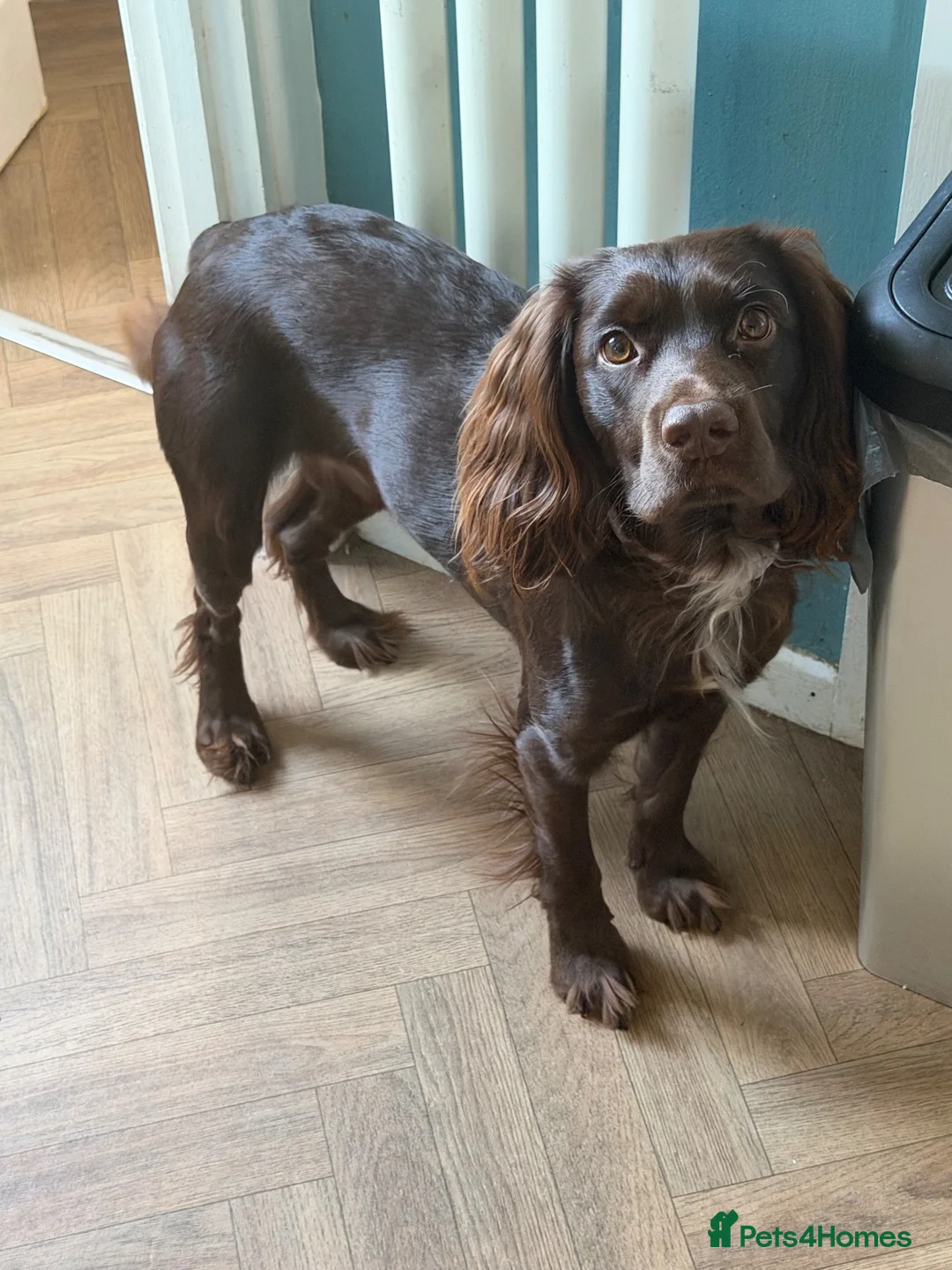 Cocker Spaniel dogs for sale: Teddy is a one year old cocker spaniel - Advert 4