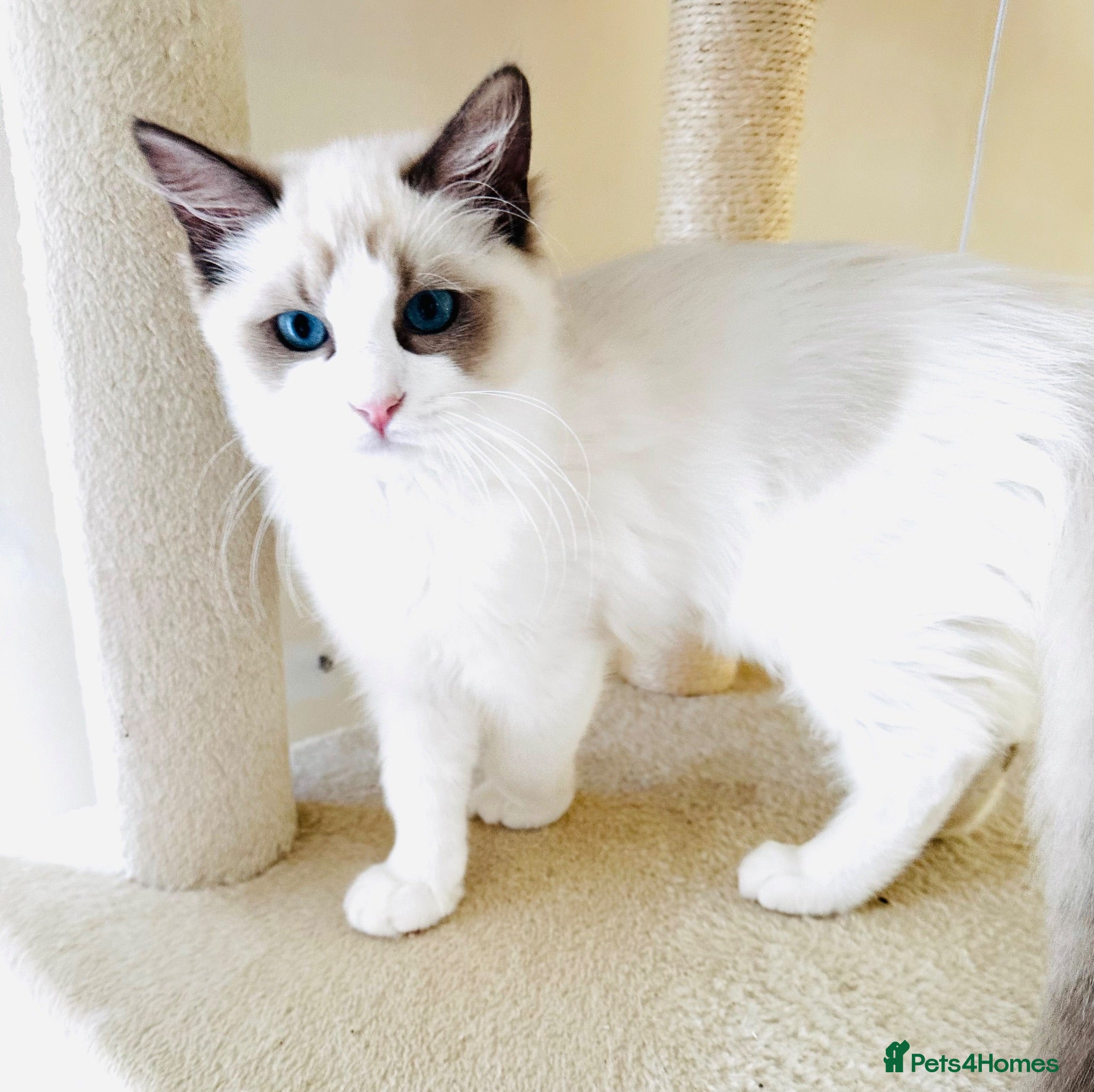 Ragdoll cats GCCF registered Ragdolls - Advert 1
