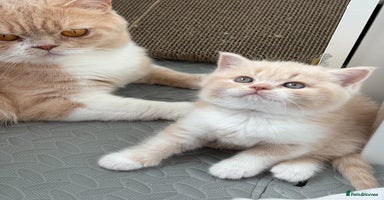 British Shorthair cats - Advert 2
