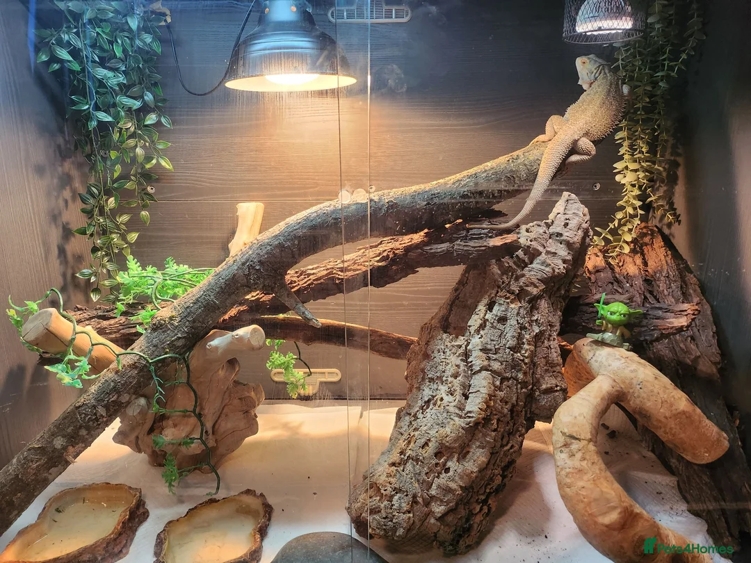 Bearded Dragon reptiles for sale: Beloved bearded dragon in Pershore - Advert 6