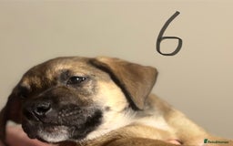 Mixed Breed dogs for sale: 8 week old German shepherd/ Labrador cross pups   - Image 16