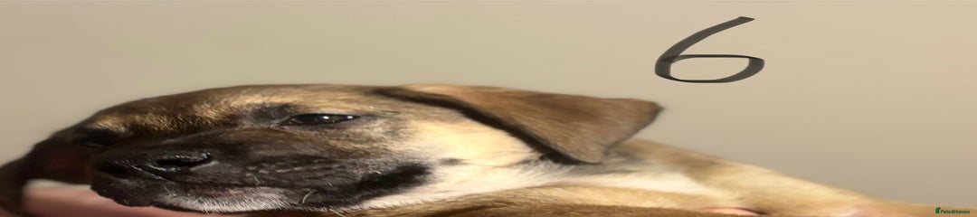 Mixed Breed Puppy 6
