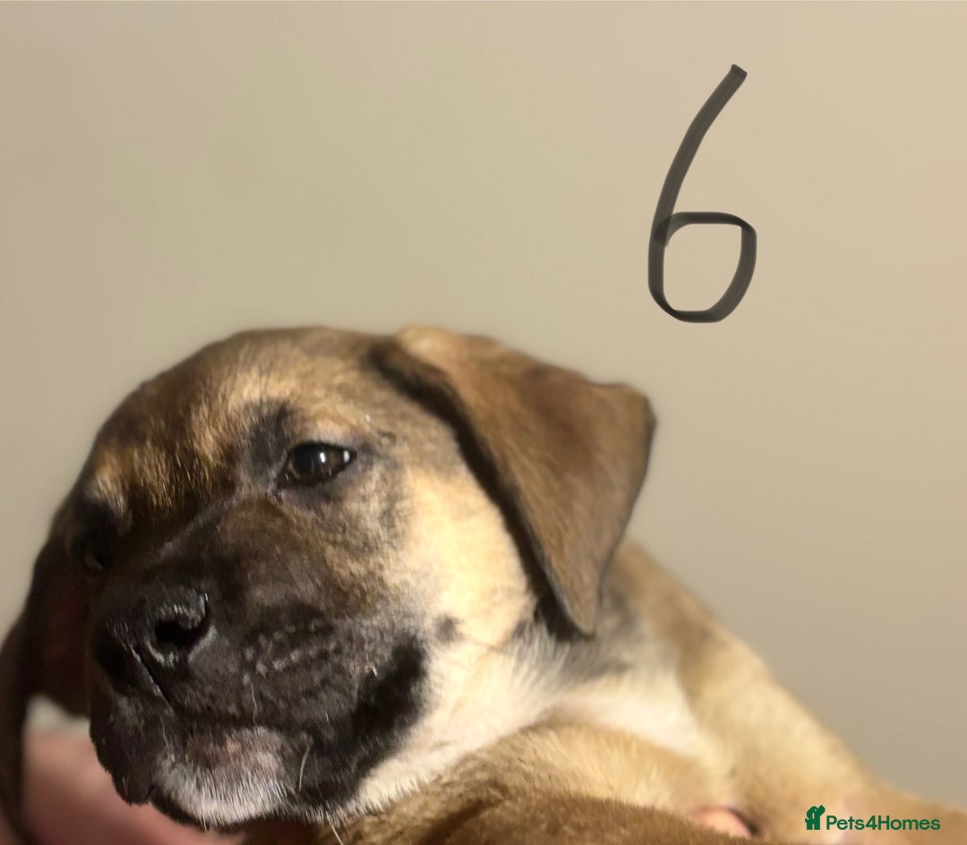 Mixed Breed dogs for sale: 8 week old German shepherd/ Labrador cross pups   - Image 16