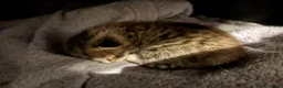 Mixed Breed cats for sale: **BEAUTIFUL FEMALE KITTEN** - Advert 8
