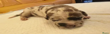 White Lilac Merle Male 