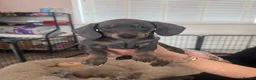 Miniature Dachshund dogs for sale: Miniature short haired dachshund in Nottingham - Advert 10