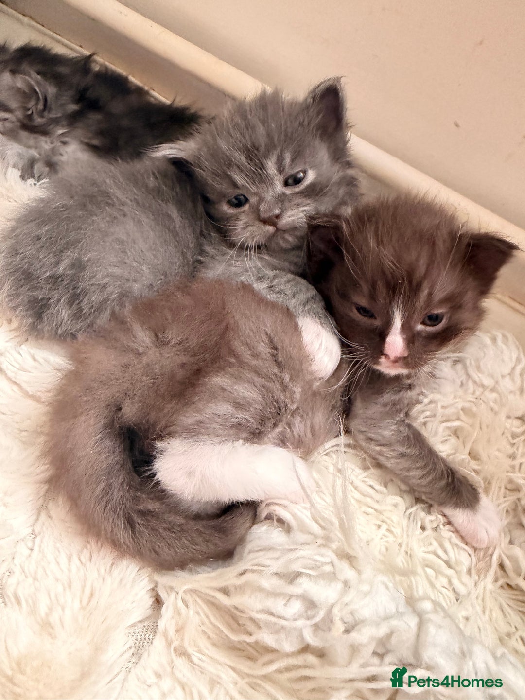 Ragdoll cats for sale: Beautiful Persia dolls  - Advert 14