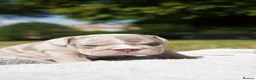 English Bulldog dogs for sale: 🏆 Quality English Bulldog Puppies 🏆 - Advert 27