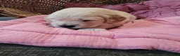 Golden Retriever dogs for sale: Golden retriever puppies  - Advert 15