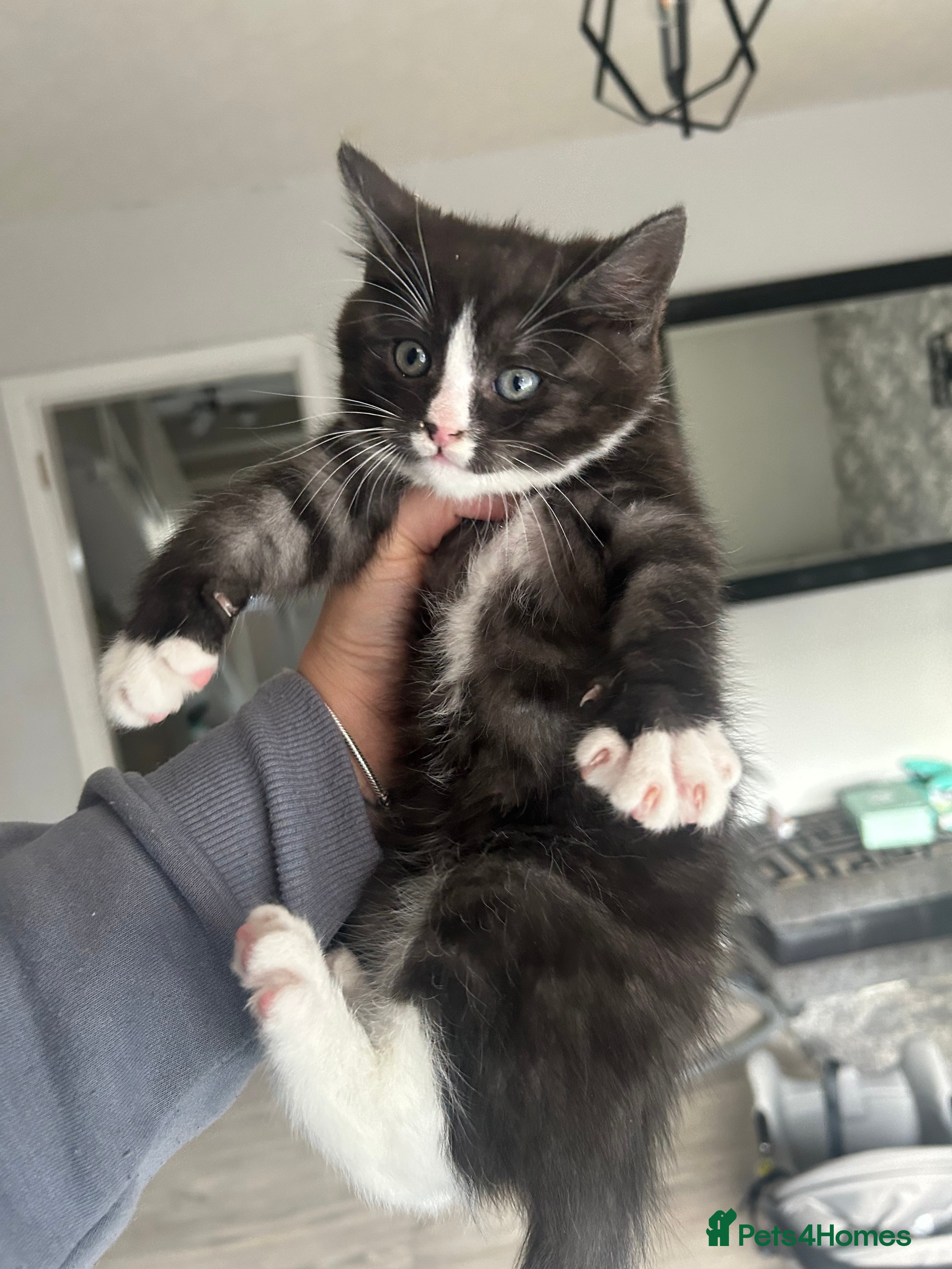 Mixed Breed cats Beautiful kittens  - Advert 13