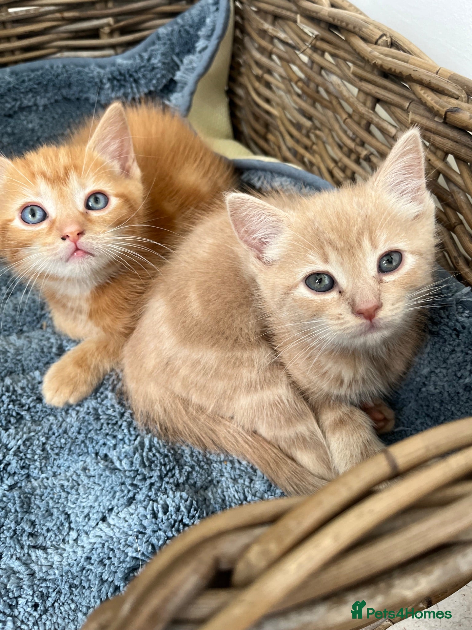 Ragdoll cats Handsome ginger Ragdoll X well handled boy kittens - Advert 1
