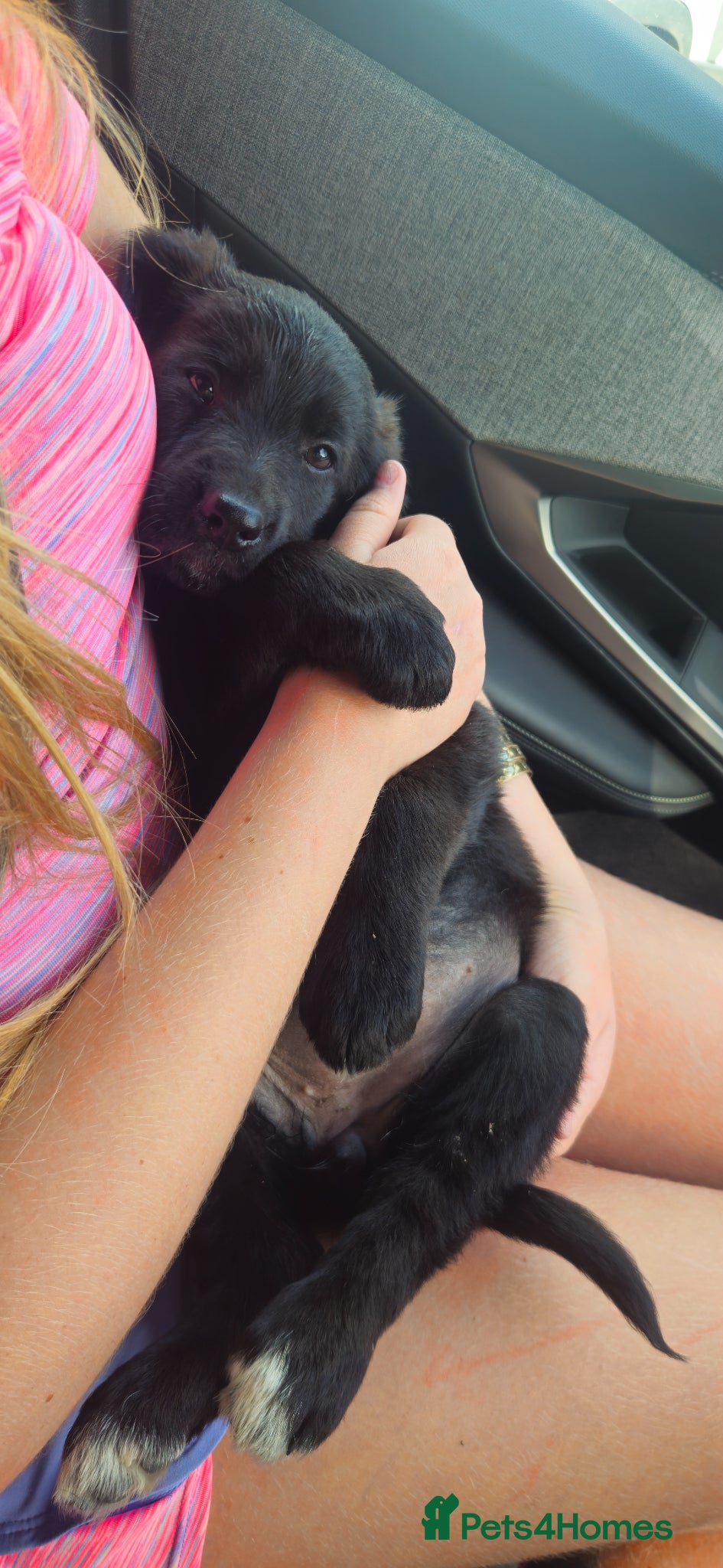 Mixed Breed dogs Beautiful little girl  - Advert 4