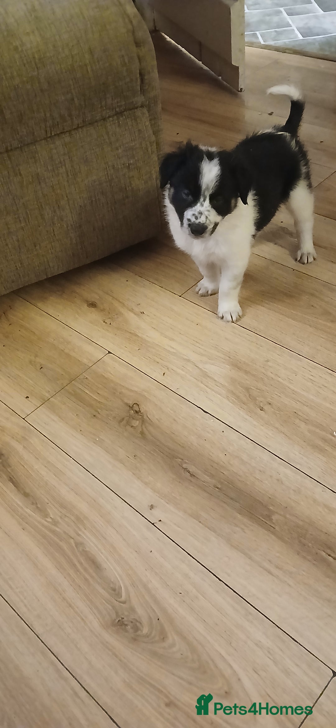 Border Collie dogs for sale: My babies  - Image 24