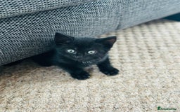 Mixed Breed cats for sale: Kittens for sale - Image 2