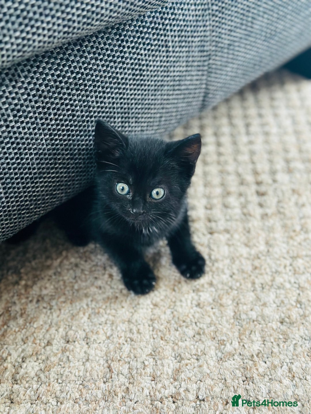 Mixed Breed cats for sale: Kittens for sale - Image 2