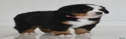 Bernese Mountain Dog dogs for sale: KC REGISTERED BERNEESE PUPPIES  - Advert 28