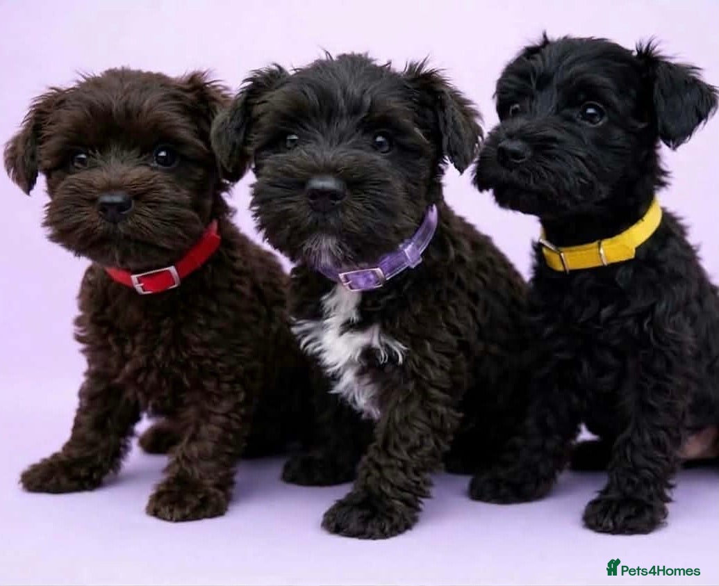 Miniature Schnauzer dogs Black Mini Schnauzer Litter  - Advert 2
