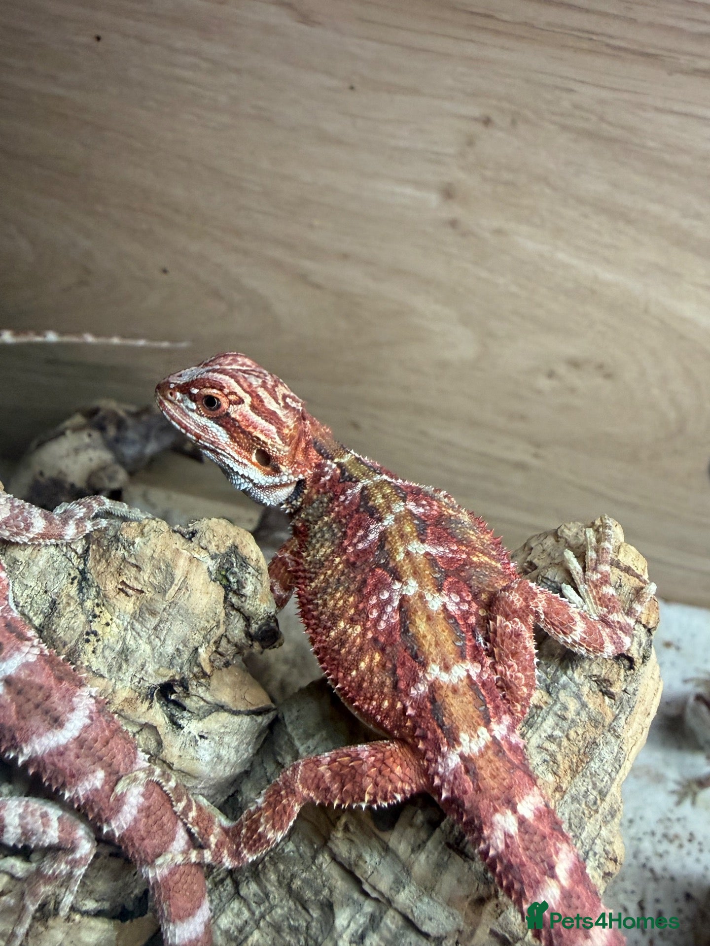 Bearded Dragon reptiles 💥💥💥Baby Dragons - back by popular demand 💥💥💥 - Advert 1