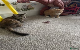 Domestic Shorthair cats for sale: Adorable Playful Kittens - Image 1