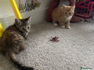 Domestic Shorthair cats - Advert 5