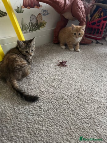 Domestic Shorthair cats - Advert 5