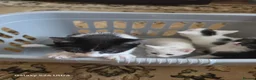 Mixed Breed cats for sale: 5 beautiful kittens ready for new families  - Advert 6