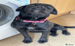 Mixed Breed dogs for sale: 6 month old poppy looking for a forever home  - Image 4