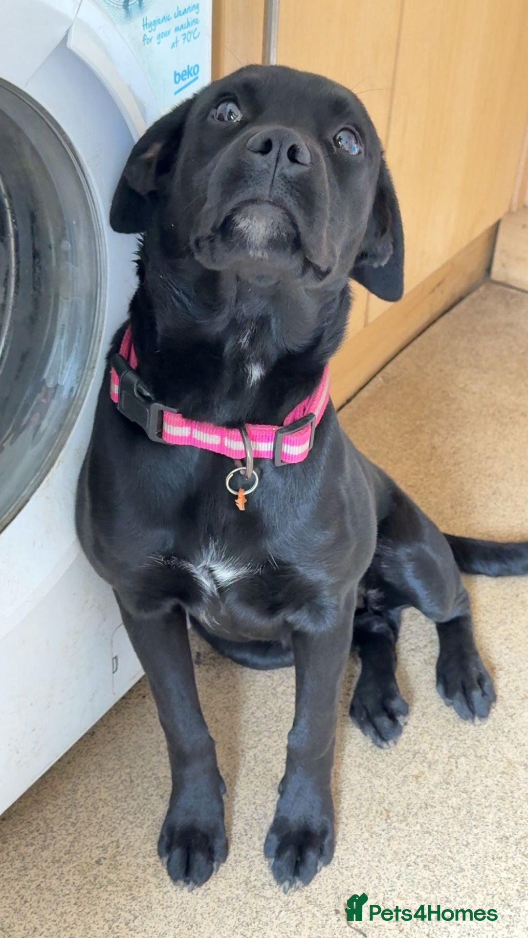 Mixed Breed dogs for sale: 6 month old poppy looking for a forever home  - Image 4