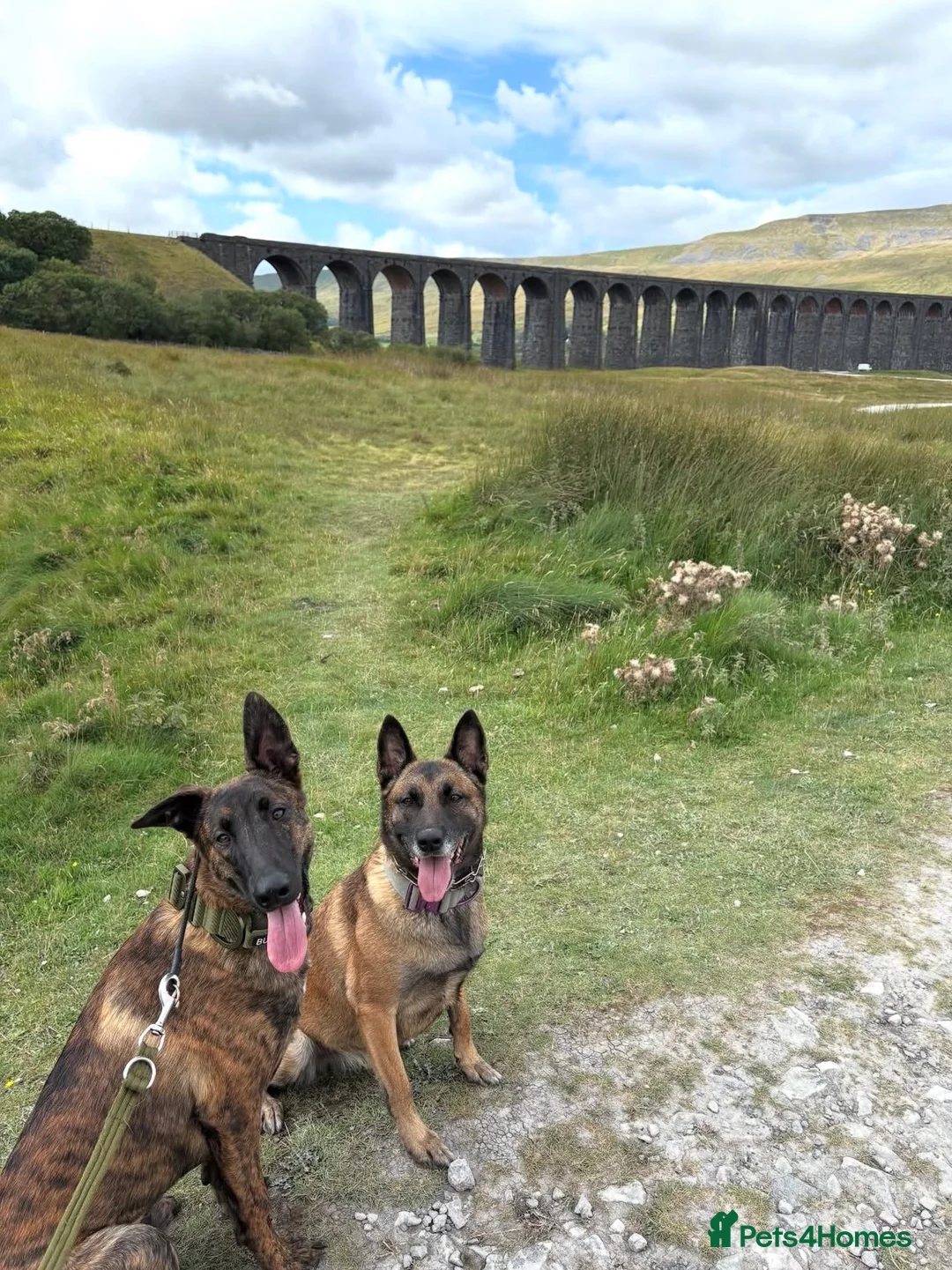 Mixed Breed dogs for sale: Belgium Malinois x Dutch Herder Puppies - Advert 10